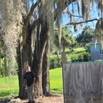 Huge Rooted Tree Removal