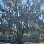 Huge Rooted Tree Removal