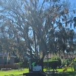 Huge Rooted Tree Removal