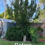 Billings, MT Tree Removal before