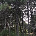 Pine Tree