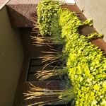 Planter boxes
