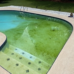 Before Mustard Algae Treatment
