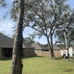 2 tree removal