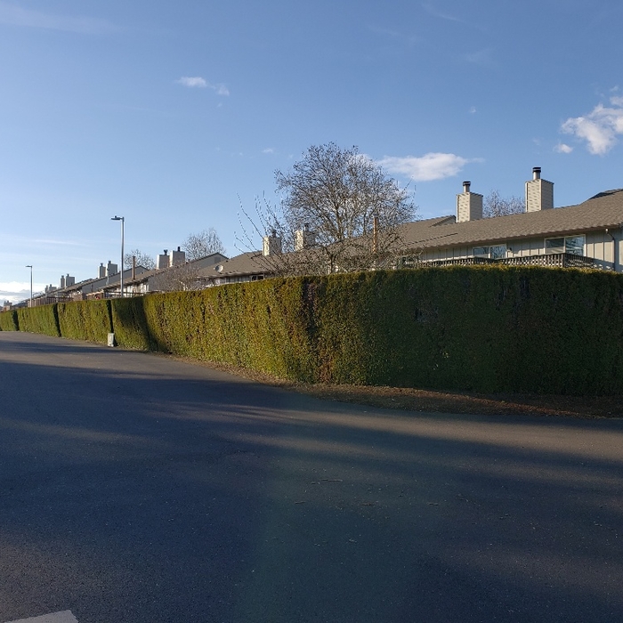 Hedge trimming