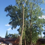 Huge Cottonwood
