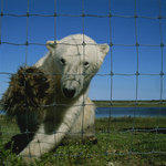 Keepin' the bears out!