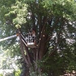 Tree Serivce