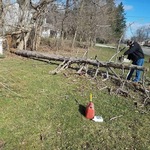 Tree Service