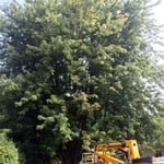 Tree Service