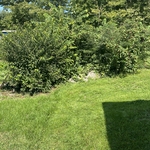 Brush Cutting