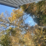 Complete Tree Removal