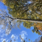 Complete Tree Removal