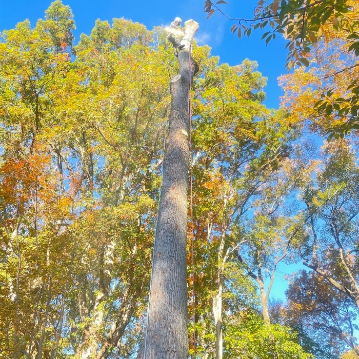 Complete Tree Removal