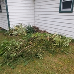 Corner full of saplings