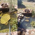 Before and After of Pond Cleaning