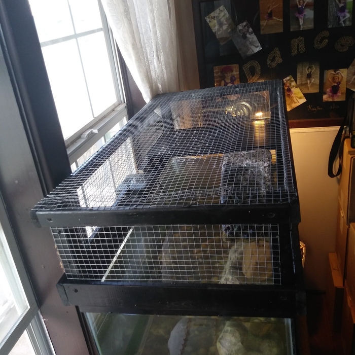 Turtle Enclosure 2