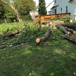 Tree removal