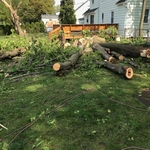 Tree removal