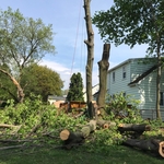 Tree removal