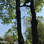 Tree removal