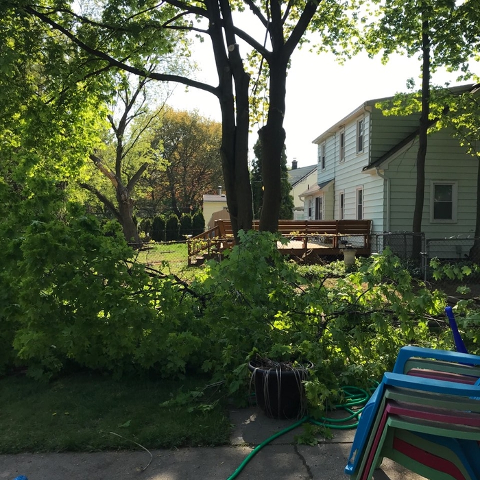 Tree removal
