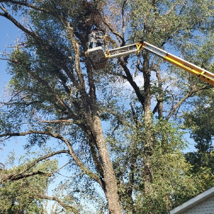 Tree removal