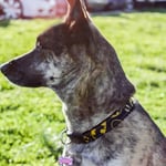 Ripley