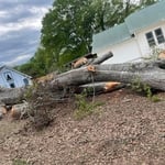 Tree Removal