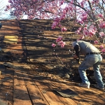 process to remove shingles