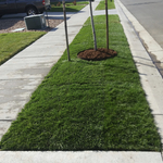 Lawn Repair?