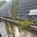 Gutter Garden