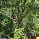 Tree removal before