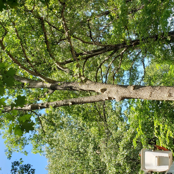 Tree removal