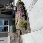 Landscape Bed Renovation