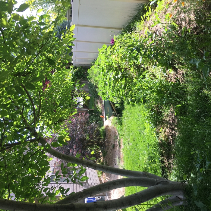Landscape Renovation