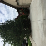 Landscape Renovation