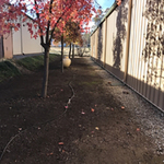 Landscape Cleanup