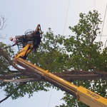 Tree Removal