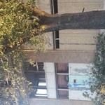 Tree Removal Cisco TX