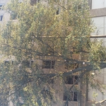 Large Tree Removal Cisco TX