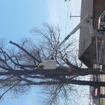 Tree Removal Cisco TX