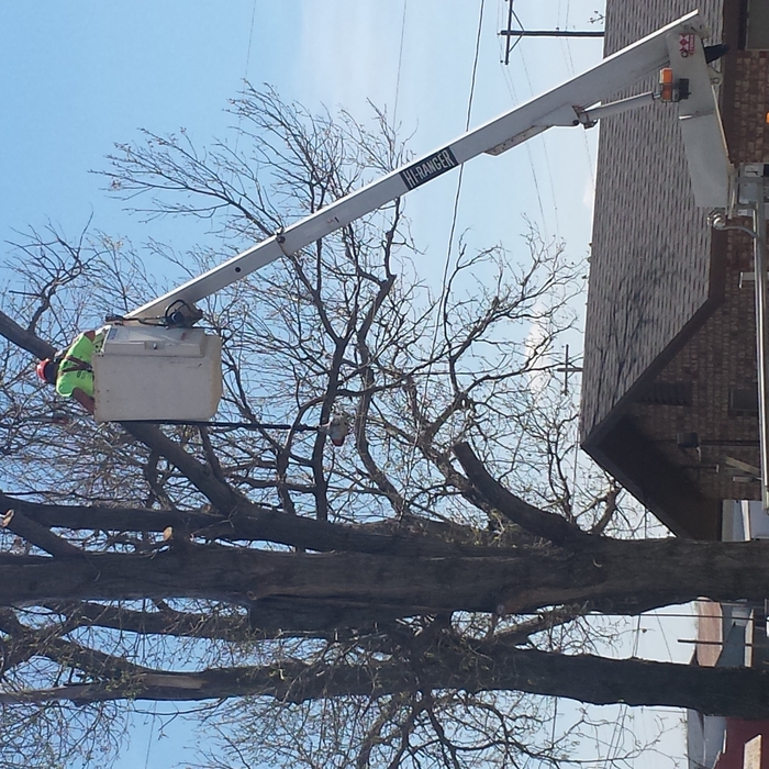 Tree Removal Cisco TX