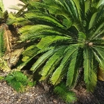 Trimmed some Bushes at Walmart