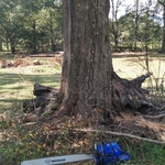 Live side of the tree before starting