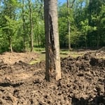 Old tree