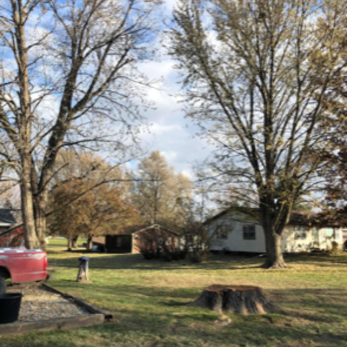 Tree Removal