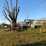 Tree Removal