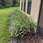 Replacing old landscape