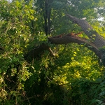 Storm Damage For Customer